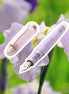 Hachimonjiya Limited Edition Ayame 14K Gold Platinum Large Rose Gold Fountain Pen
