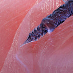 BUNGUBOX Limited Edition Tsuitachi no Tsuki Glass Dip Pen